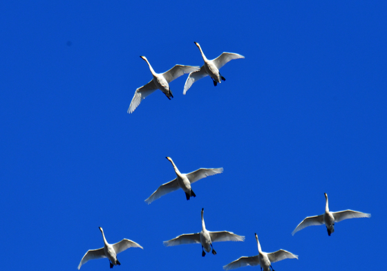 큰고니의 큰 비행