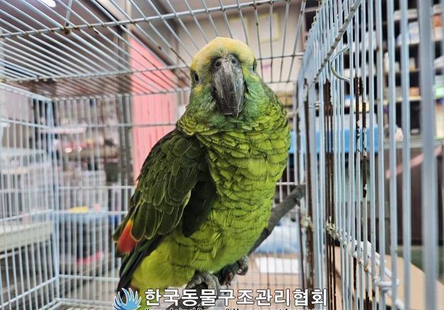 카페 날아와 커피 훔쳐 마신 앵무새…주인 안 나타나 폐사