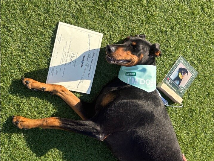 본문 이미지 - 응급헌혈 참여견 &#39;풀리아&#39;&#40;건국대 제공&#41; ⓒ 뉴스1