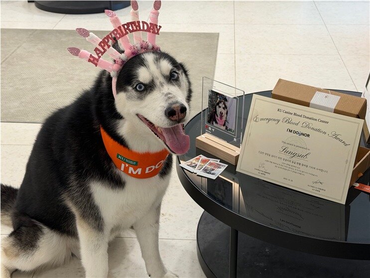 본문 이미지 - 응급헌혈 참여견 &#39;김성섭&#39;&#40;건국대 제공&#41; ⓒ 뉴스1