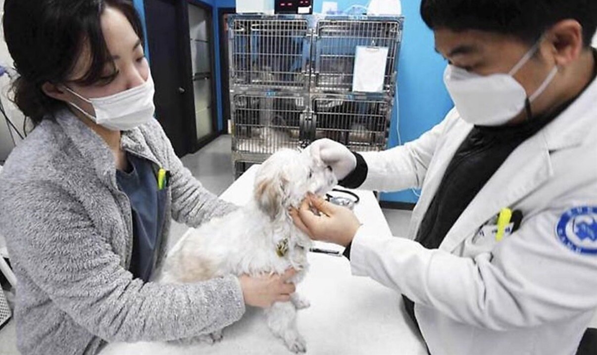 본문 이미지 - 서울 중랑구는 24시 로얄동물메디컬센터와 협약을 맺고 응급진료병원을 운영하고 있다&#40;중랑구 제공&#41;. ⓒ 뉴스1