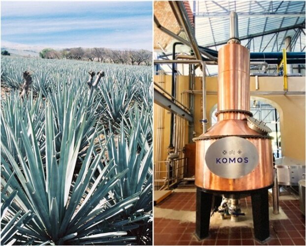 본문 이미지 - 데킬라 원료인 블루 아가베&#40;왼쪽&#41;와 코모스 데킬라를 증류하는 알렌빅 증류기&#40;하이트진로 제공&#41;