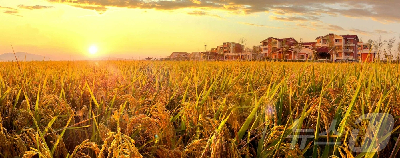 (평양 노동신문=뉴스1) = 북한 노동당 기관지 노동신문은 6일 조선중앙통신사 보도 '농업생산의 지속적인 장성을 위한 투쟁에서 이룩된 자랑찬 결실'을 통해 "새시대 농촌혁명 강령이 …