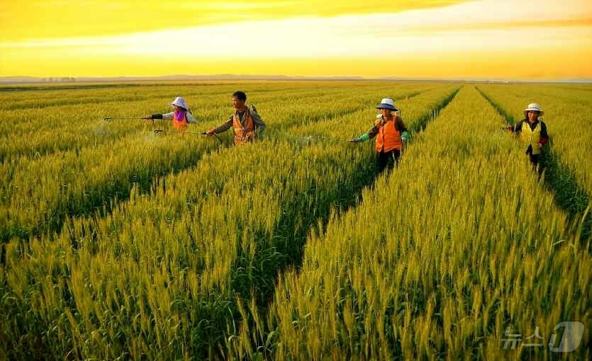 (평양 노동신문=뉴스1) = 북한 노동당 기관지 노동신문은 6일 조선중앙통신사 보도 '농업생산의 지속적인 장성을 위한 투쟁에서 이룩된 자랑찬 결실'을 통해 "새시대 농촌혁명 강령이 …