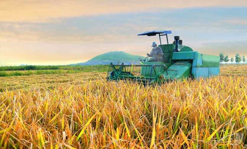 (평양 노동신문=뉴스1) = 북한 노동당 기관지 노동신문은 6일 조선중앙통신사 보도 '농업생산의 지속적인 장성을 위한 투쟁에서 이룩된 자랑찬 결실'을 통해 "새시대 농촌혁명 강령이 …