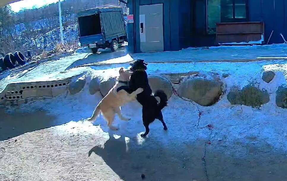 본문 이미지 - 경기 포천, 보호자 A씨 집에 놀러온 이웃집 개 &#39;하니&#39;가 반려견 &#39;반달이&#40;오른쪽&#41;&#39;와 장난을 치고 있다&#40;보호자 제공&#41;. ⓒ 뉴스1