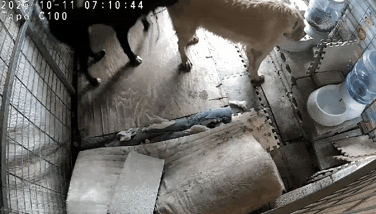 본문 이미지 - &#39;반달이&#39; 집에 들어가 사료를 먹는 이웃집 개 &#39;하니&#39;&#40;보호자 제공&#41; ⓒ 뉴스1