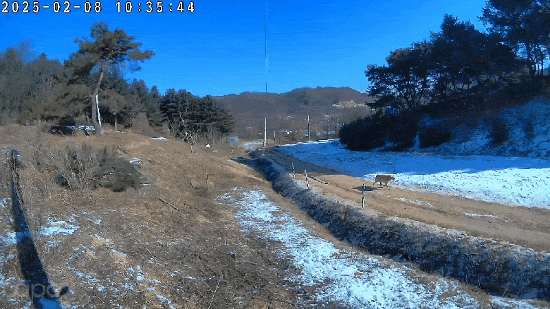 본문 이미지 - 매일 5분 거리를 찾아오는 직진녀 &#39;하니&#39;&#40;보호자 제공&#41; ⓒ 뉴스1