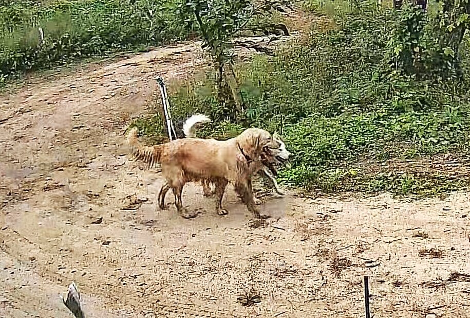 본문 이미지 - 하니가 이웃집 백구&#40;수컷&#41;와 노는 모습&#40;보호자 제공&#41; ⓒ 뉴스1