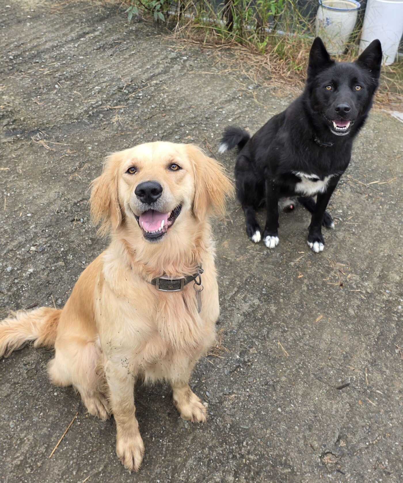 본문 이미지 - 하니&#40;왼쪽&#41;와 반달이&#40;보호자 제공&#41; ⓒ 뉴스1