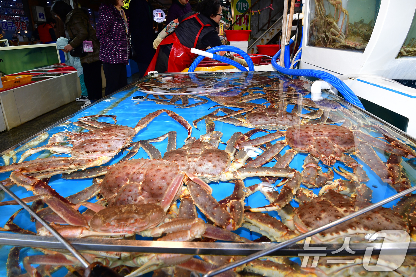 (포항=뉴스1) 최창호 기자 = 7일 경북 포항시 죽도어시장 수족관에는 제철을 맞은 대게와 킹크렙이 가득하다.  2025.12.7/뉴스1