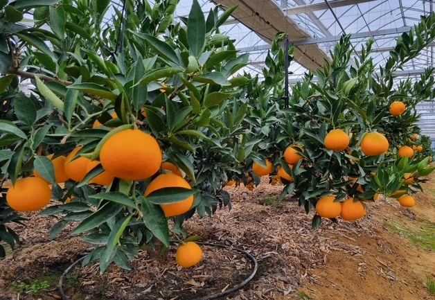 진천군, 실증시험포 중심 미래형 스마트농업 선제 추진 성과