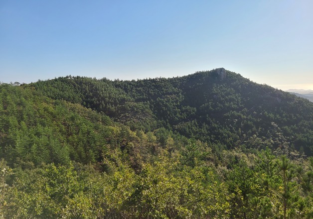 '녹색 방패' 내화수림 산불 확산 저지 과학적으로 입증