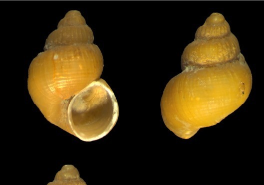 동해서 미소연체동물 3종 첫 발견