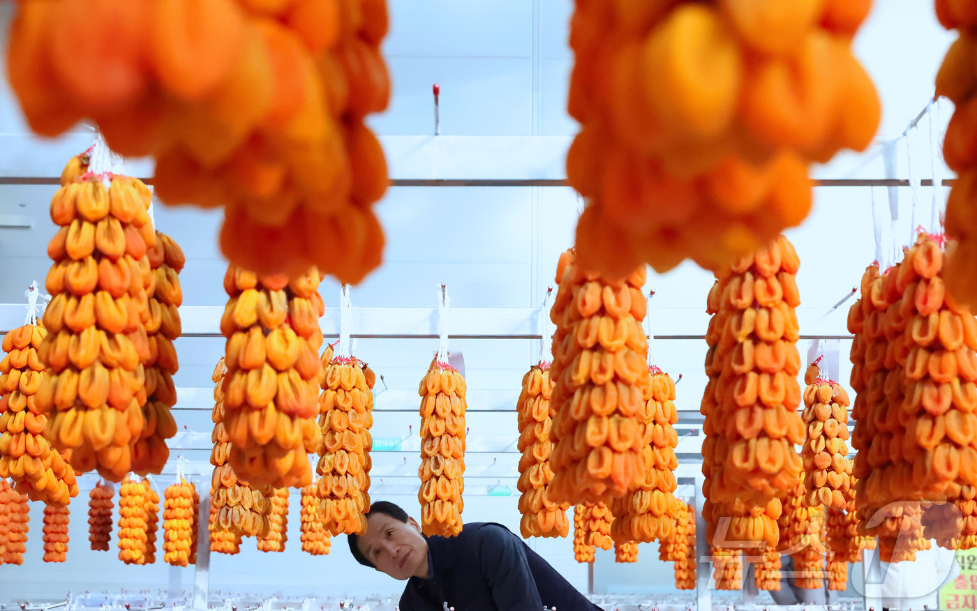 (서울=뉴스1) = 8일 경남 함양군 서하면 곶감경매장에서 ‘지리산 함양곶감’ 초매식이 진행되고 있다. (함양군 제공. 재판매 및 DB금지) 2025.12.8/뉴스1
