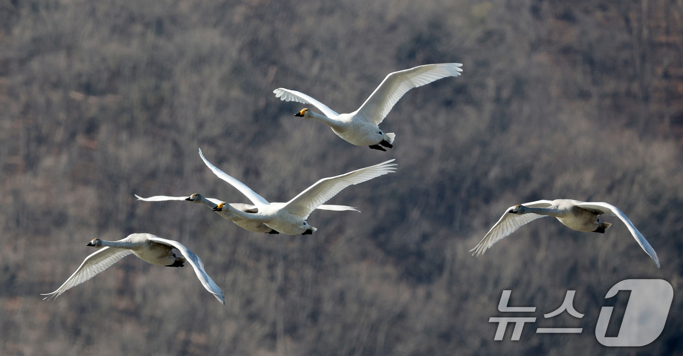 (경기광주=뉴스1) 김영운 기자 = 초겨울 날씨를 보인 8일 경기 광주시 퇴촌면 경안천습지생태공원에서 겨울철새 큰고니가 먹이활동을 하고 있다. 2025.12.8/뉴스1