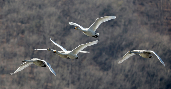 올해도 경안천 찾은 큰고니