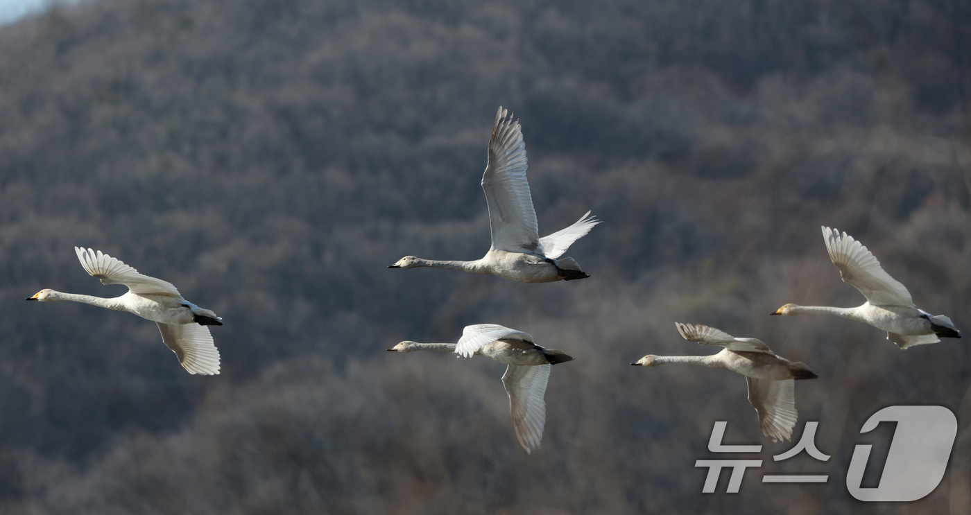 (경기광주=뉴스1) 김영운 기자 = 초겨울 날씨를 보인 8일 경기 광주시 퇴촌면 경안천습지생태공원에서 겨울철새 큰고니가 먹이활동을 하고 있다. 2025.12.8/뉴스1