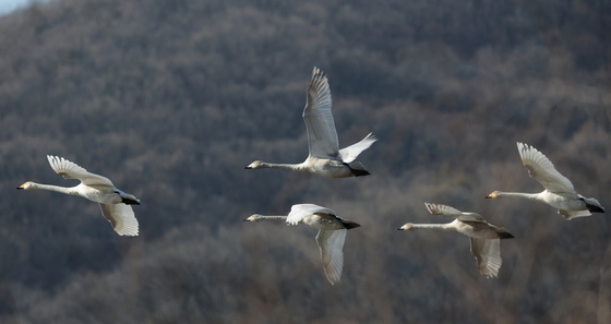 [뉴스1 PICK] 겨울 진객 큰 고니의 비행