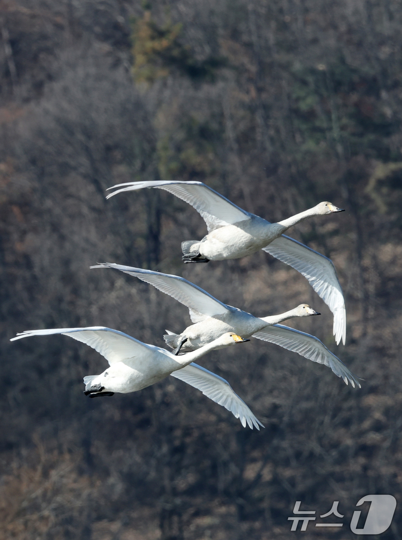 (경기광주=뉴스1) 김영운 기자 = 초겨울 날씨를 보인 8일 경기 광주시 퇴촌면 경안천습지생태공원에서 겨울철새 큰고니가 먹이활동을 하고 있다. 2025.12.8/뉴스1