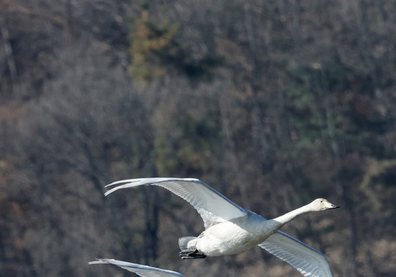 겨울 철새 찾아온 광주 경안천