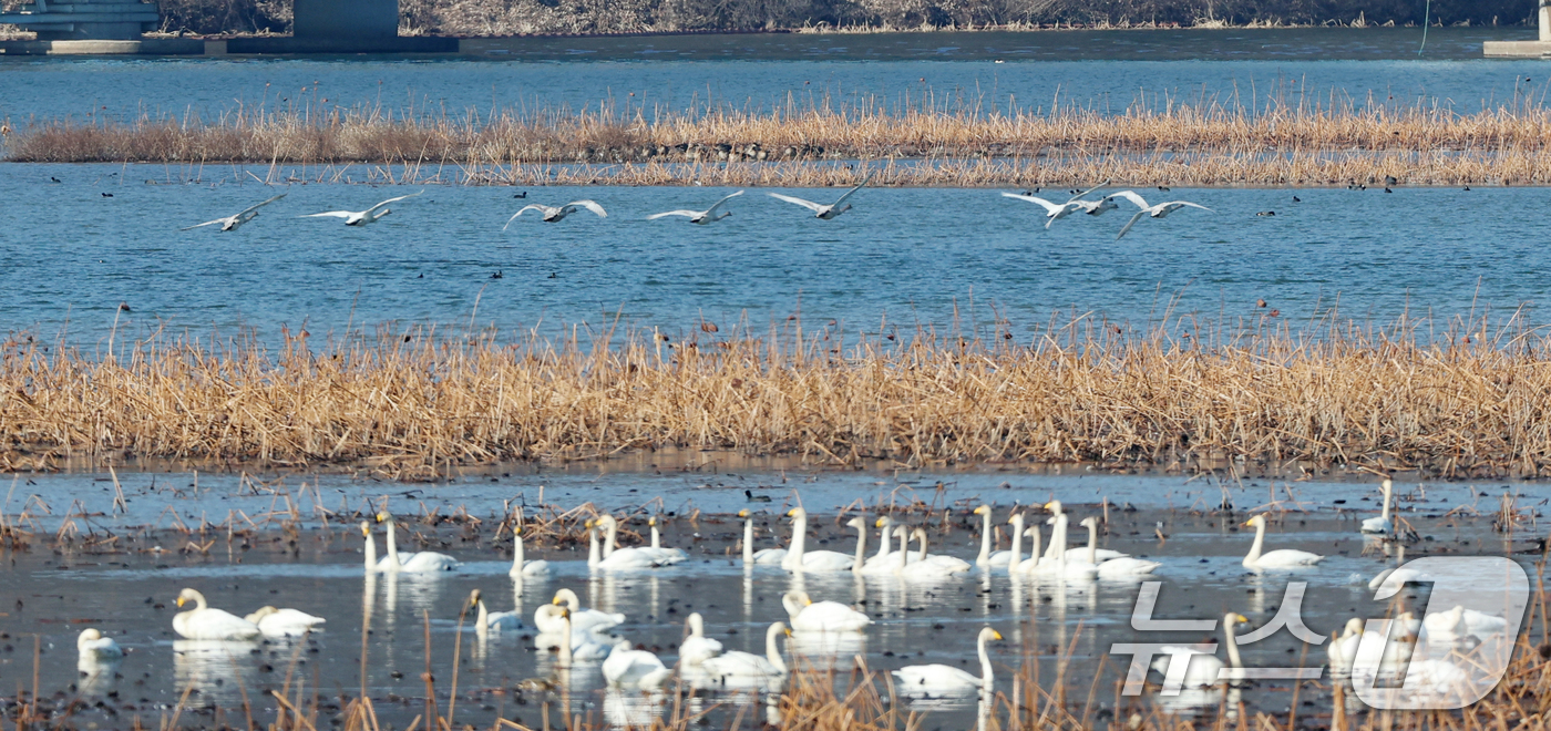 (경기광주=뉴스1) 김영운 기자 = 초겨울 날씨를 보인 8일 경기 광주시 퇴촌면 경안천습지생태공원에서 겨울철새 큰고니가 먹이활동을 하고 있다. 2025.12.8/뉴스1