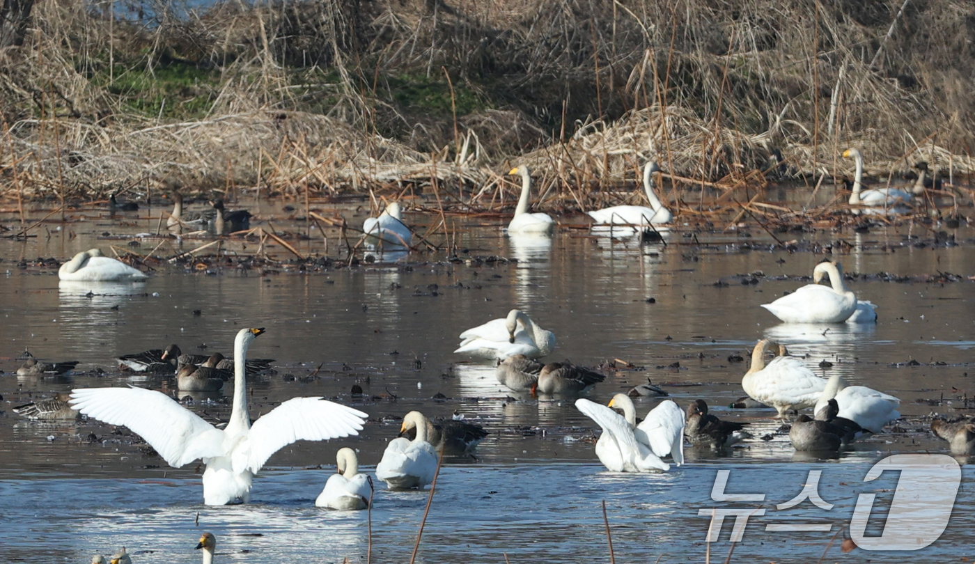 (경기광주=뉴스1) 김영운 기자 = 초겨울 날씨를 보인 8일 경기 광주시 퇴촌면 경안천습지생태공원에서 겨울철새 큰고니가 먹이활동을 하고 있다. 2025.12.8/뉴스1