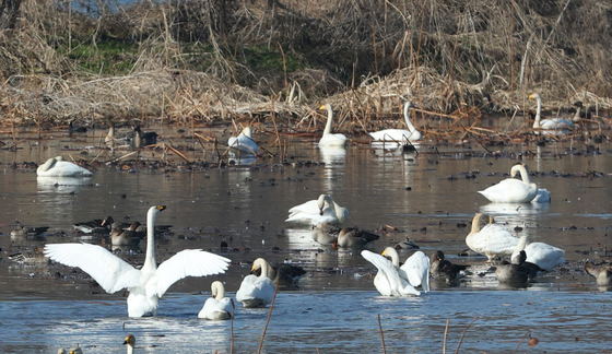 경안천 찾은 큰고니들