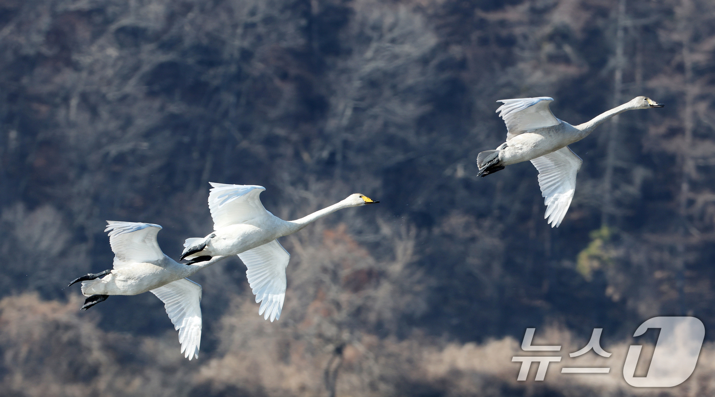 (경기광주=뉴스1) 김영운 기자 = 초겨울 날씨를 보인 8일 경기 광주시 퇴촌면 경안천습지생태공원에서 겨울철새 큰고니가 먹이활동을 하고 있다. 2025.12.8/뉴스1