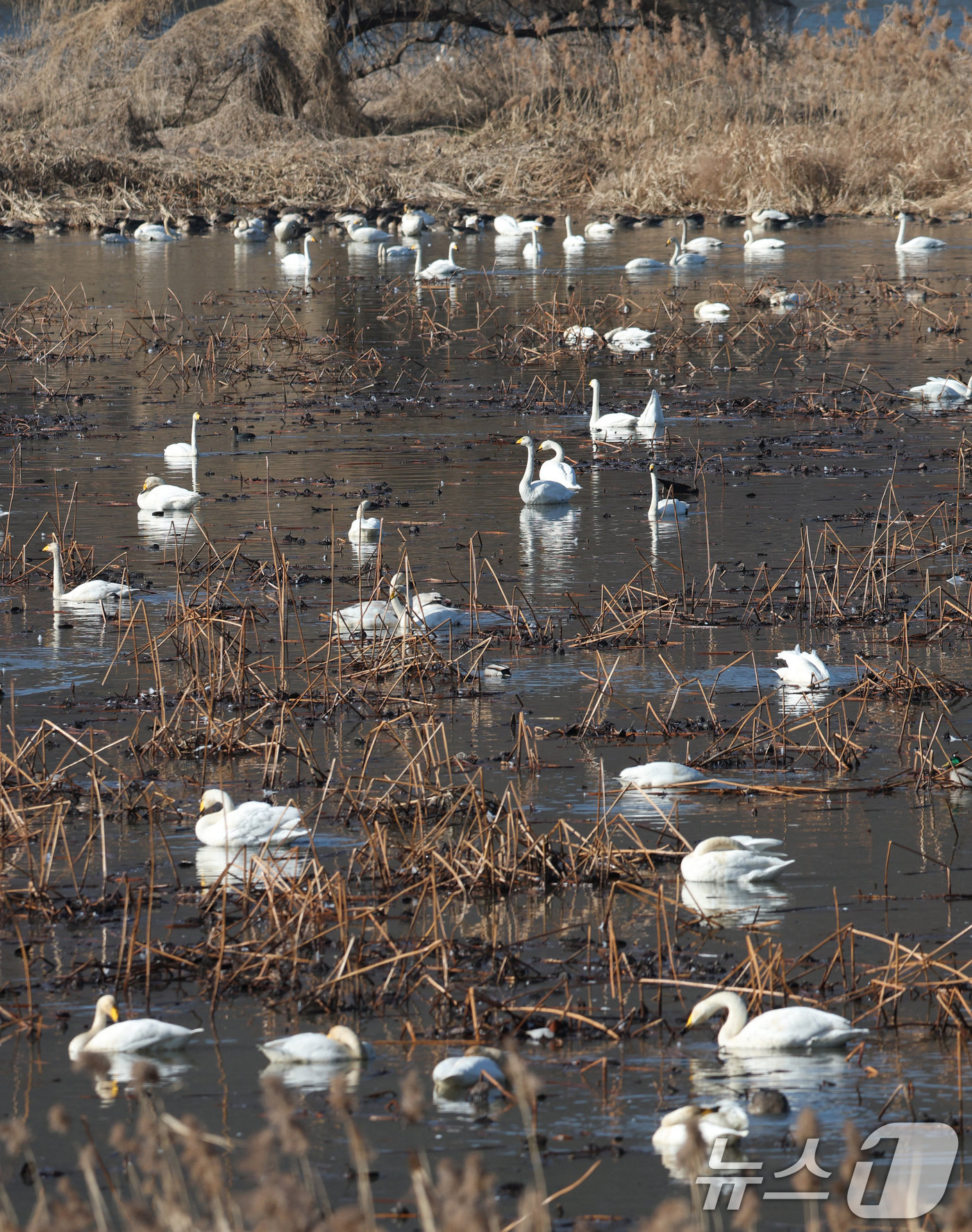 (경기광주=뉴스1) 김영운 기자 = 초겨울 날씨를 보인 8일 경기 광주시 퇴촌면 경안천습지생태공원에서 겨울철새 큰고니가 먹이활동을 하고 있다. 2025.12.8/뉴스1
