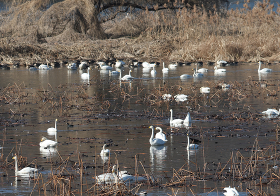 먹이 활동하는 큰고니