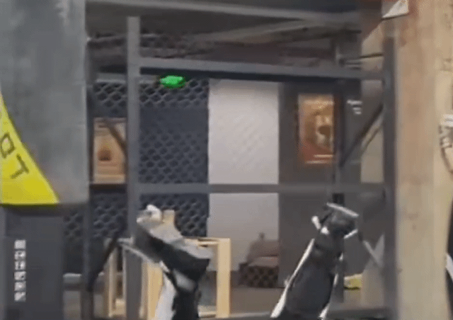 '아버지' 때려눕힌 中휴머노이드로봇…대련 장면 공개한 CEO