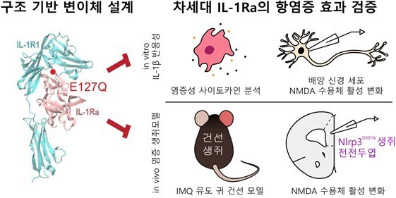 AI가 설계한 항염증 단백질, 기존 치료제보다 효과 50% 높다