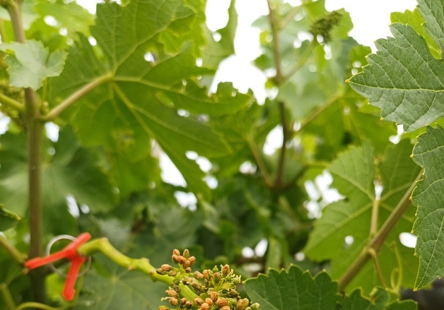 충남도 농기원 "천안 샤인머스켓 농가서 생리장해 다수 확인"