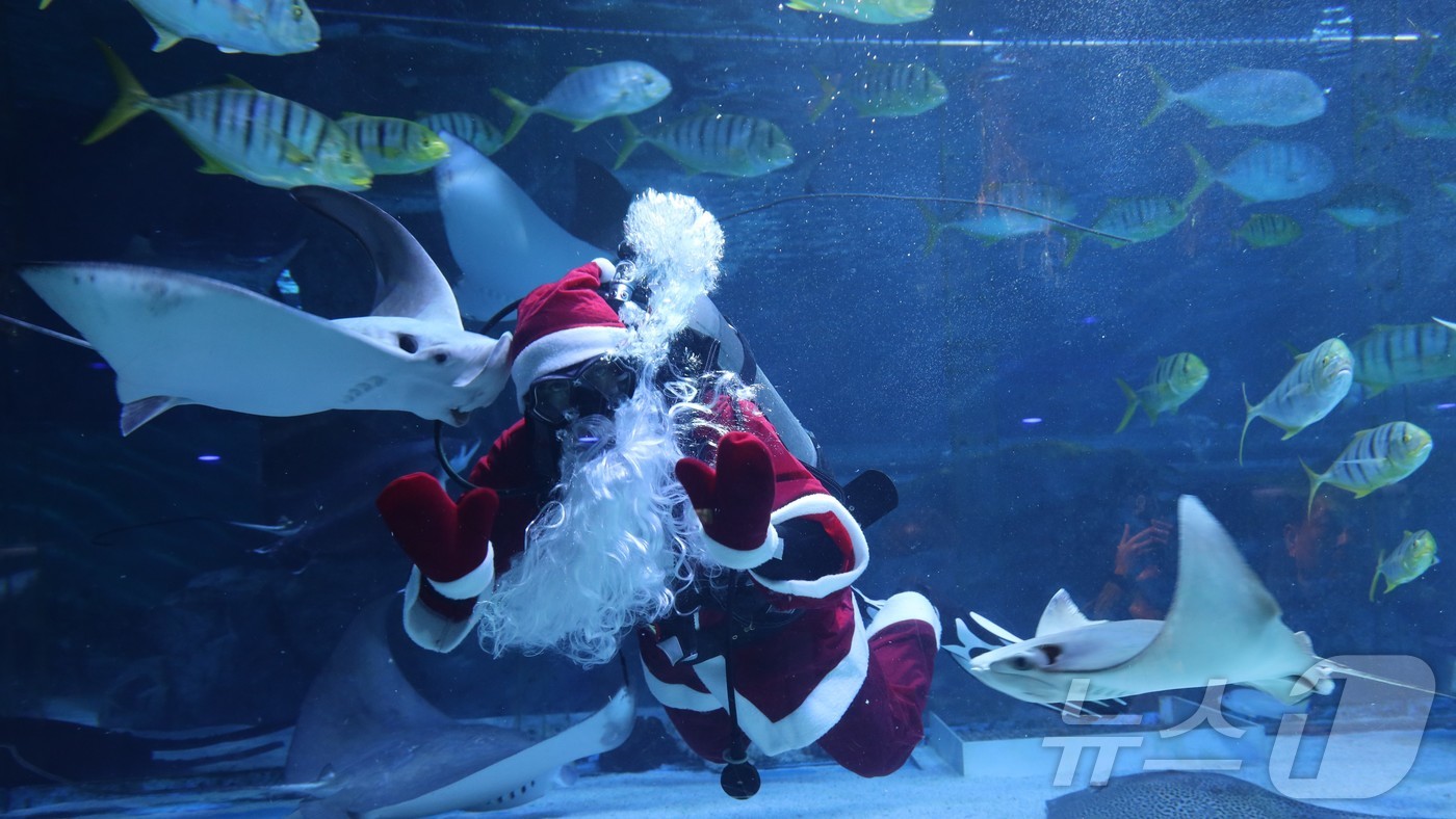 (서울=뉴스1) = 씨라이프 코엑스 아쿠아리움이 다채로운 볼거리로 가득한 특별한 ‘바다 속 크리스마스’ 시즌 이벤트를 진행한다고 9일 밝혔다.공연은 깊은 바닷속에서 한 번도 크리스 …