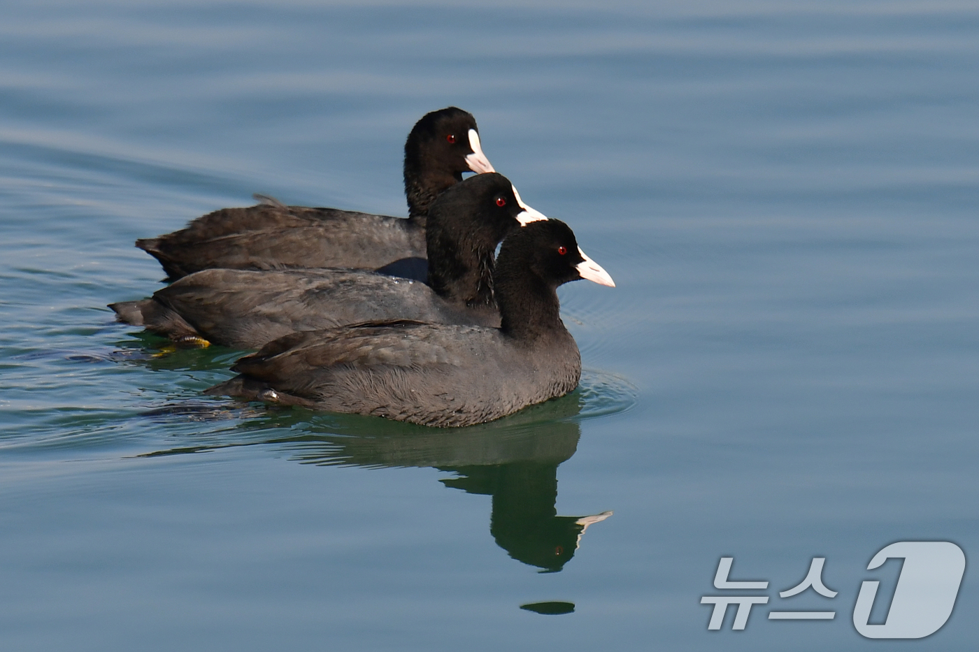 (포항=뉴스1) 최창호 기자 = 9일  오전 경북 포항시 죽도어시장 앞 동빈내항에서 물닭들이 먹잇감을 찾아 다니고 있다.  2025.12.9/뉴스1