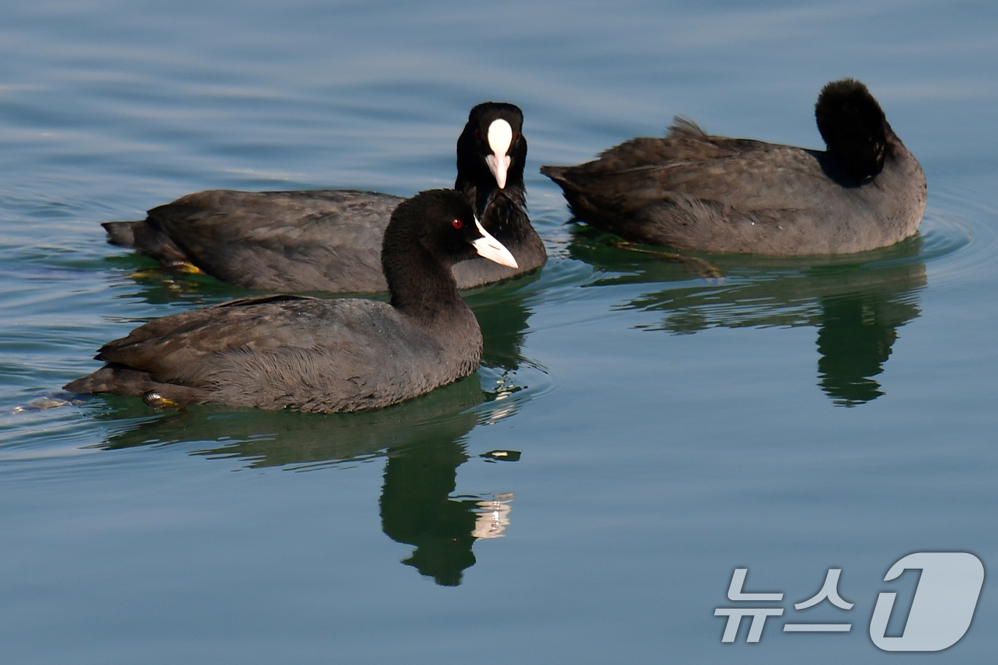 (포항=뉴스1) 최창호 기자 = 9일  오전 경북 포항시 죽도어시장 앞 동빈내항에서 물닭들이 먹잇감을 찾아 다니고 있다. 2025.12.9/뉴스1