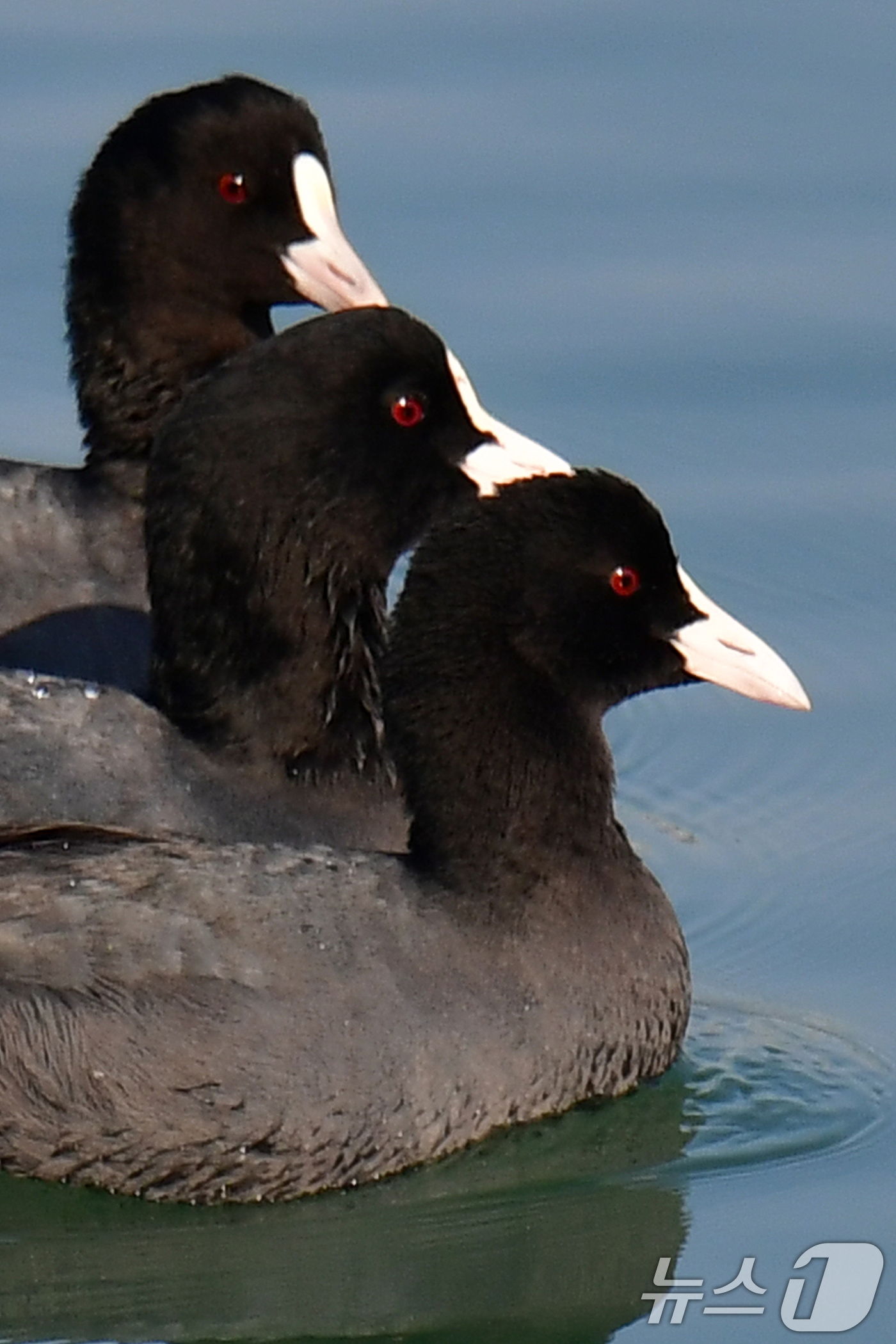 (포항=뉴스1) 최창호 기자 = 9일  오전 경북 포항시 죽도어시장 앞 동빈내항에서 물닭들이 먹잇감을 찾아 다니고 있다. 2025.12.9/뉴스1