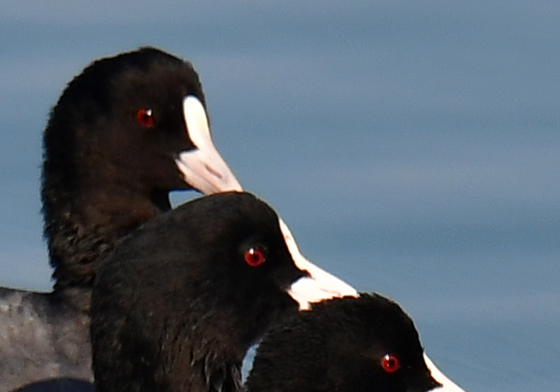 붉은눈을 가진 물닭