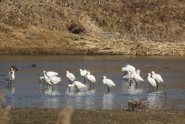 천연기념물 노랑부리저어새 20여마리 논산 연산천서 월동