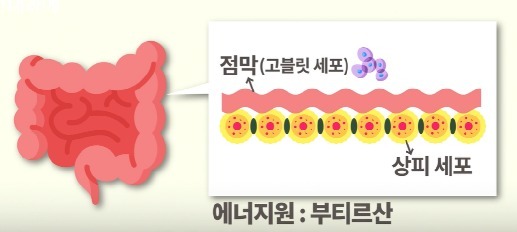 [100세건강] 장 망가지면 빨리 늙는다…'MAC 식단'으로 몸 챙기자