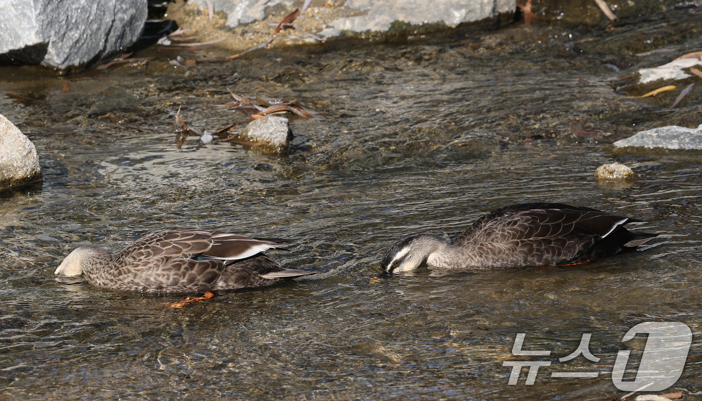 (수원=뉴스1) 김영운 기자 = 포근한 겨울 날씨를 보인 9일 경기 수원시 권선구 세류천에서 흰뺨검둥오리가 먹이 활동을 하고 있다. 2025.12.9/뉴스1