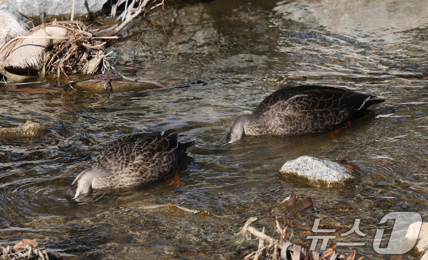 (수원=뉴스1) 김영운 기자 = 포근한 겨울 날씨를 보인 9일 경기 수원시 권선구 세류천에서 흰뺨검둥오리가 먹이 활동을 하고 있다. 2025.12.9/뉴스1