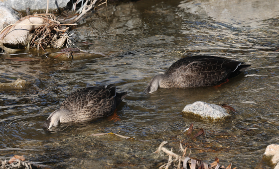 오리는 식사 중