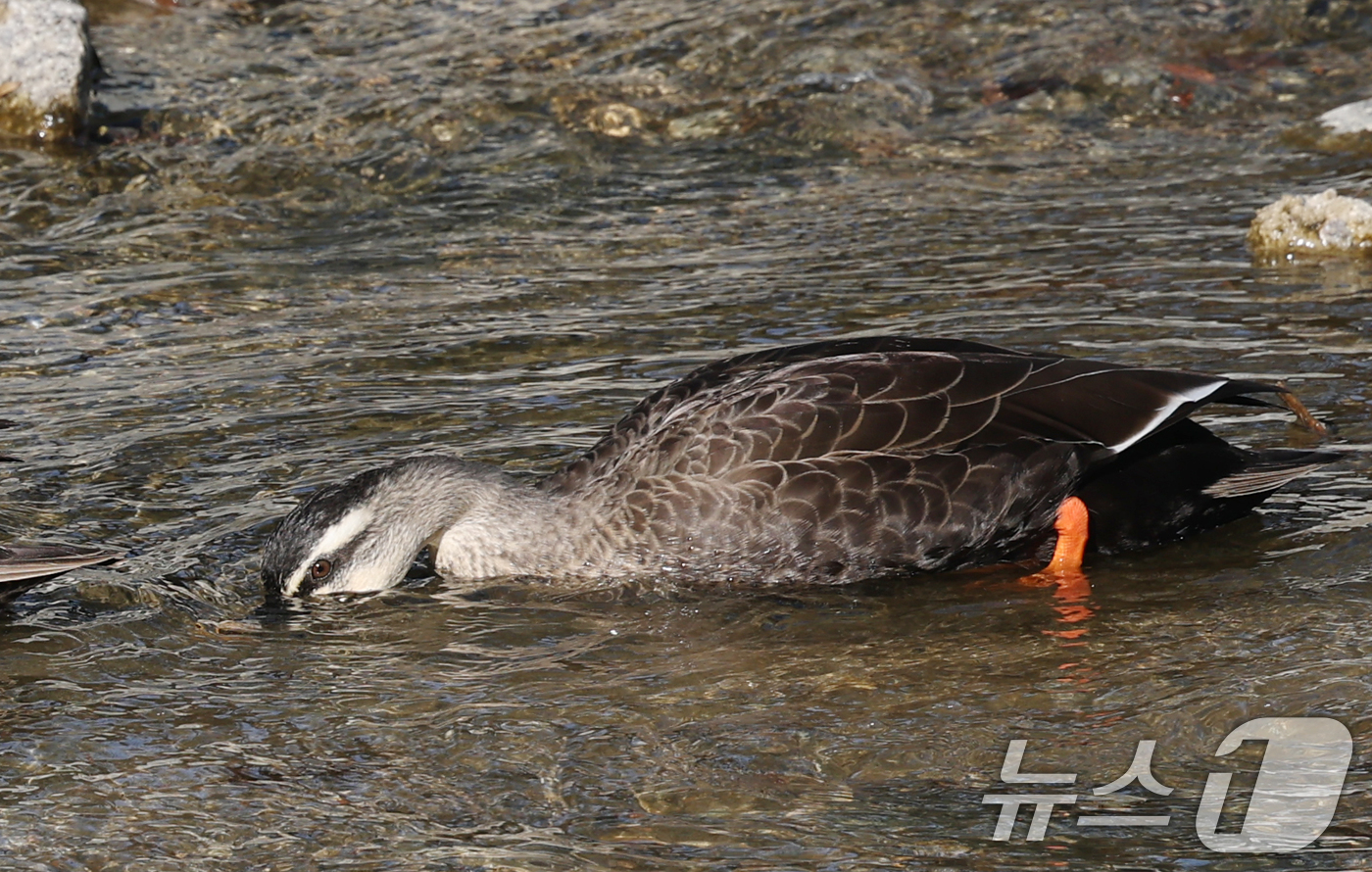(수원=뉴스1) 김영운 기자 = 포근한 겨울 날씨를 보인 9일 경기 수원시 권선구 세류천에서 흰뺨검둥오리가 먹이 활동을 하고 있다. 2025.12.9/뉴스1