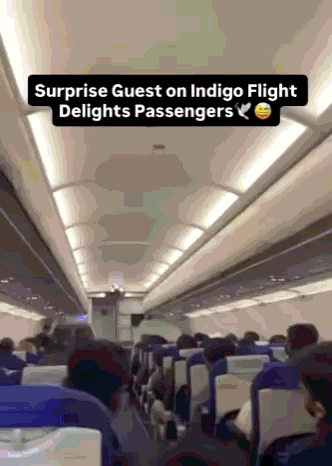 본문 이미지 - 7일 인도의 한 국내선 여객기에서 비둘기 난입 사태가 발생했다. &#40;출처 인스타그램&#41;