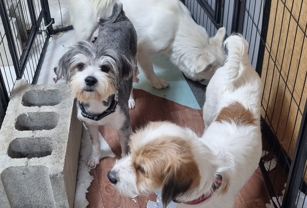 오물 가득한 좁은 집에서 개 200마리 구조…대경산업, 패드 후원