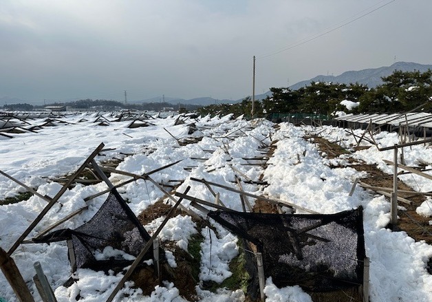 농진청 "추워지기 전에 인삼밭 보온재·물길 정비하세요"