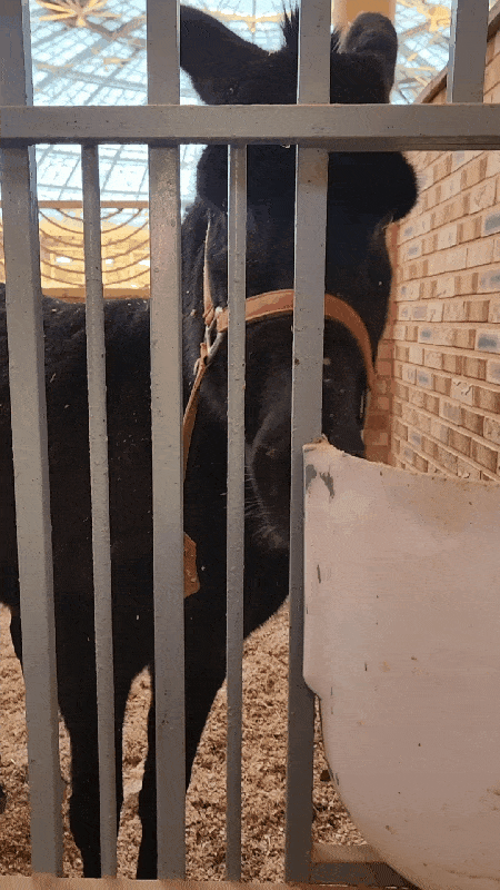 본문 이미지 - 임시 보호처에서 지내고 있는 당나귀 모습 ⓒ 뉴스1 한송아 기자