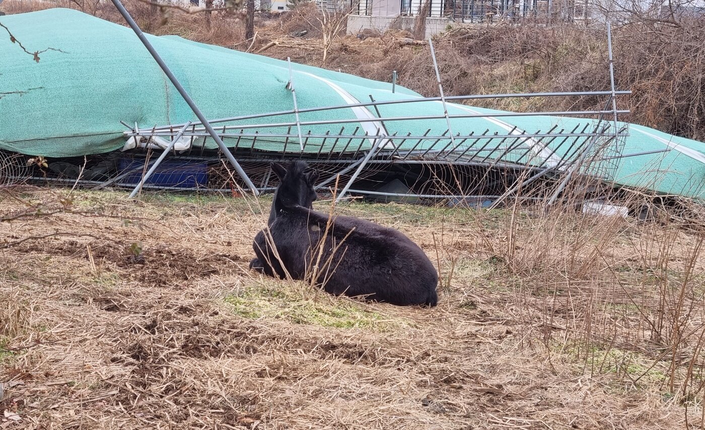 본문 이미지 - 공터에 홀로 방치돼 있던 당나귀. 당나귀는 무리 생활을 하며 다른 동물과 교감하며 지내는 사회적 동물이다. (동물자유연대 제공) ⓒ 뉴스1